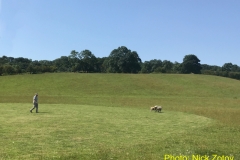 Sheep